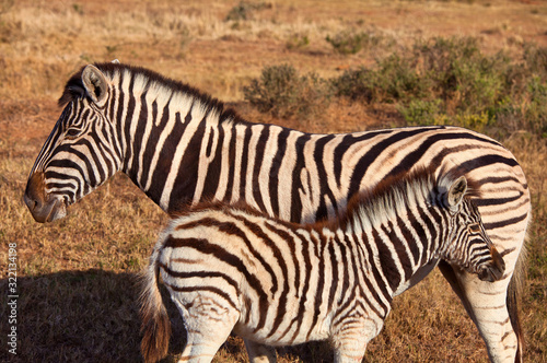 zebra with kitten in africa