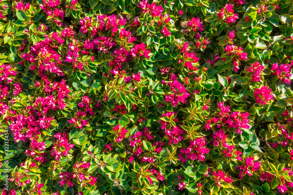 Flowers And Leaves Background. Purple Lesser Bougainvillea Glabra Bush. Floral Summer Wallpaper. Queen Bougainvillea Blossom Hedge. Ornamental Bugambilia Plant Green Fence.