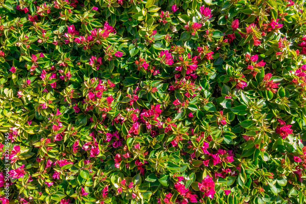 Pink Tropical Bougainvillea Flowers In Bloom And Leaves Background. Purple Lesser Bougainvillea Glabra Bush. Floral Summer Wallpaper. Queen Bougainvillea Blossom Hedge. Ornamental Plant Green Fence.