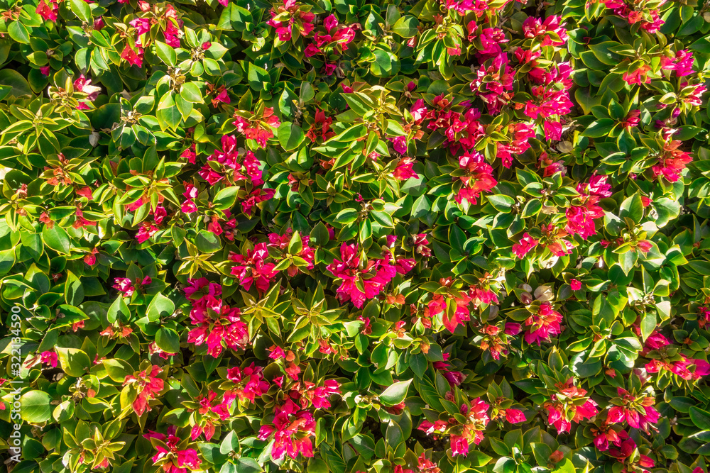 Pink Tropical Bougainvillea Flowers In Bloom And Leaves Background. Purple Lesser Bougainvillea Glabra Bush. Floral Summer Wallpaper. Queen Bougainvillea Blossom Hedge. Ornamental Plant Green Fence.