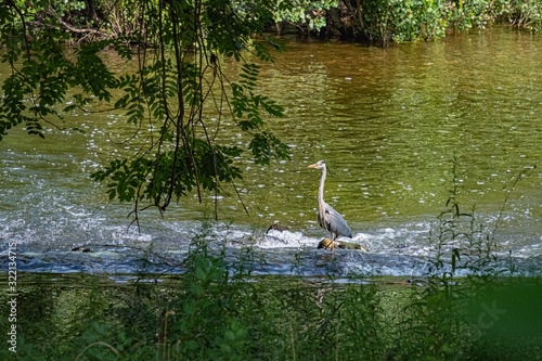 Heron sur le Lot