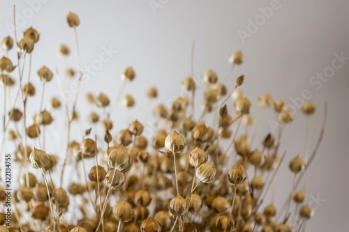 Close-up of flax crop on grey background with copy space for banner