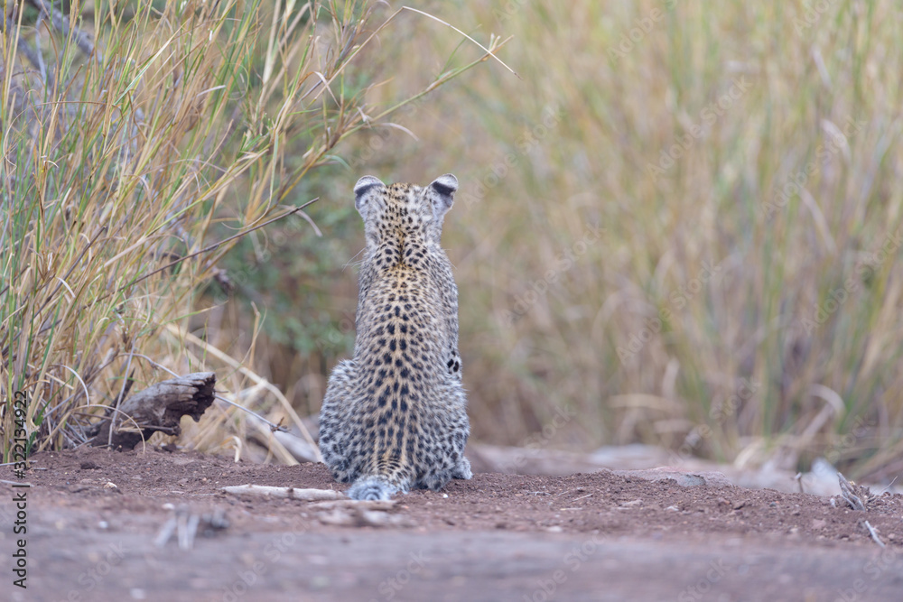 Leopard cub, baby leopard in the wilderness of Africa Leopard cub, baby leopard in the wilderness of Africa