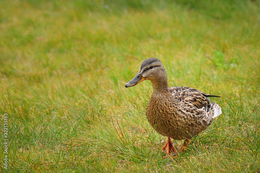 Female of a duck with green background. The mallard is a dabbling duck that belongs to the subfamily Anatinae of the waterfowl family Anatidae. Female of a duck with green background. The mallard is a dabbling duck that belongs to the subfamily Anatinae of the waterfowl family Anatidae.