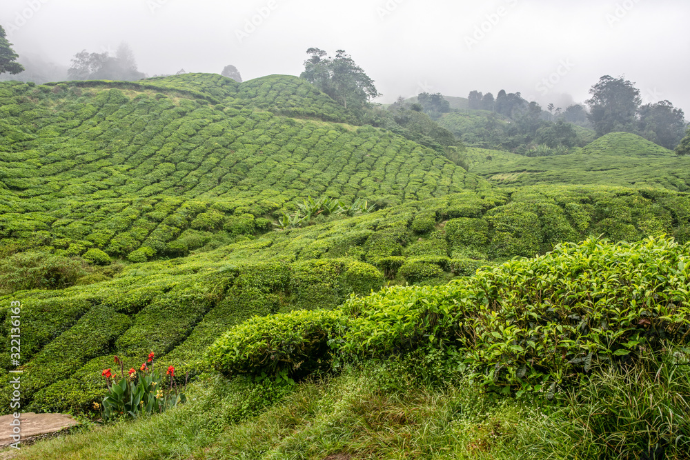 Tea plantation in Cameron Highlands. Foggy morning. Malaysia