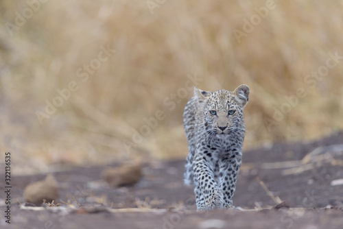 Leopard cub, baby leopard in the wilderness of Africa