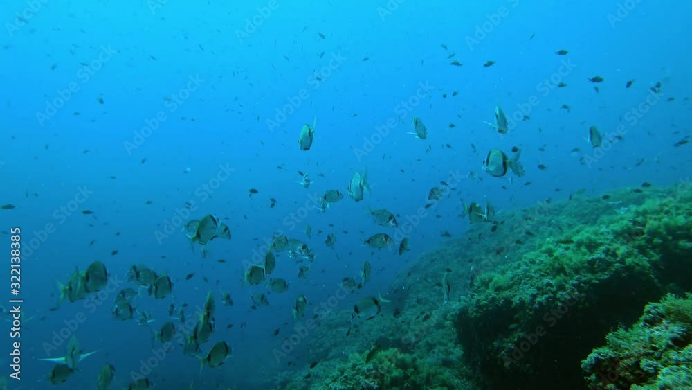 POV Undersea breams swimming in a Mediterranean sea reef POV Undersea breams swimming in a Mediterranean sea reef