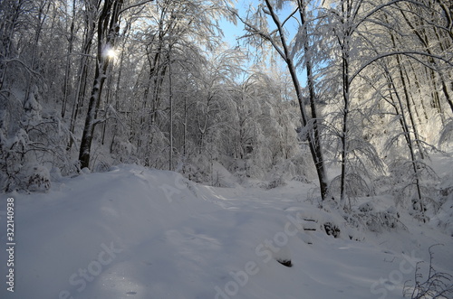 Trees covered with hoarfrost and snow in mountains © maria