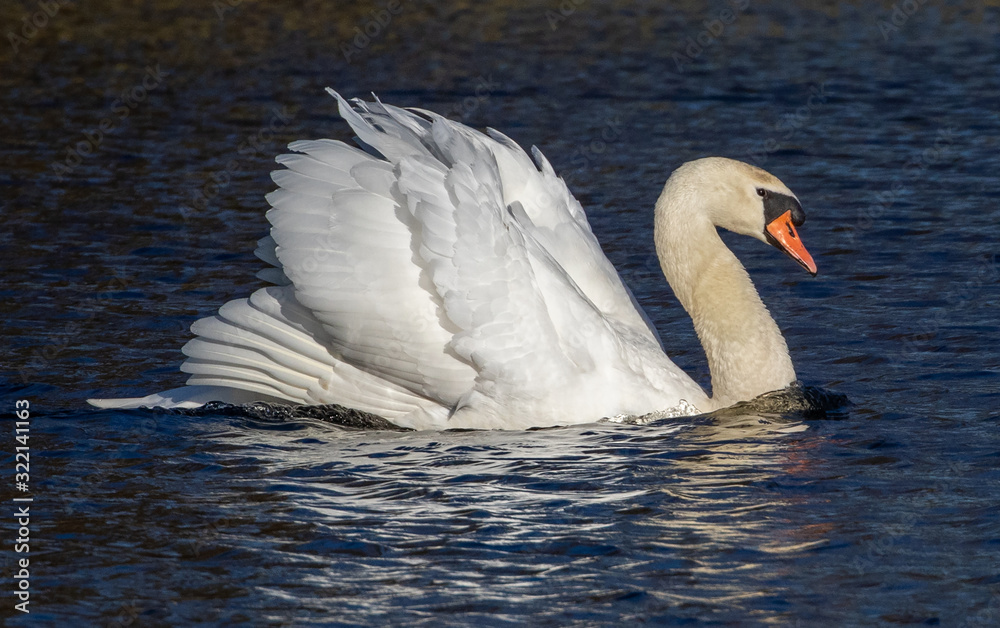 Obraz premium Mute Swan 11