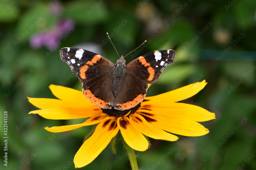 Winged Admiral butterfly on a small yellow Echinacea flower Winged Admiral butterfly on a small yellow Echinacea flower