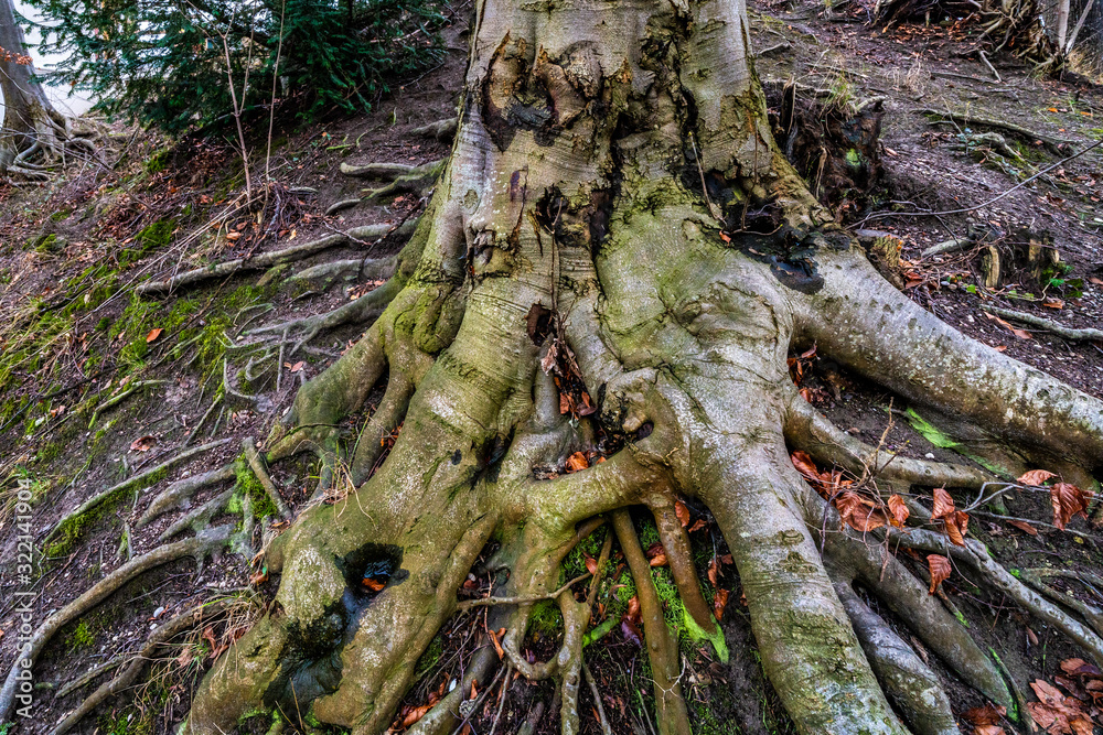 Stamm und Wurzeln einer Buche im Park Stamm und Wurzeln einer Buche im Park