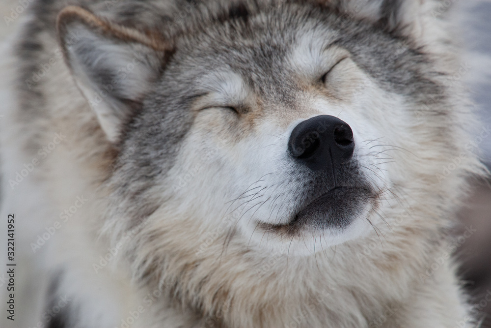 Grey Wolf in Winter Grey Wolf in Winter