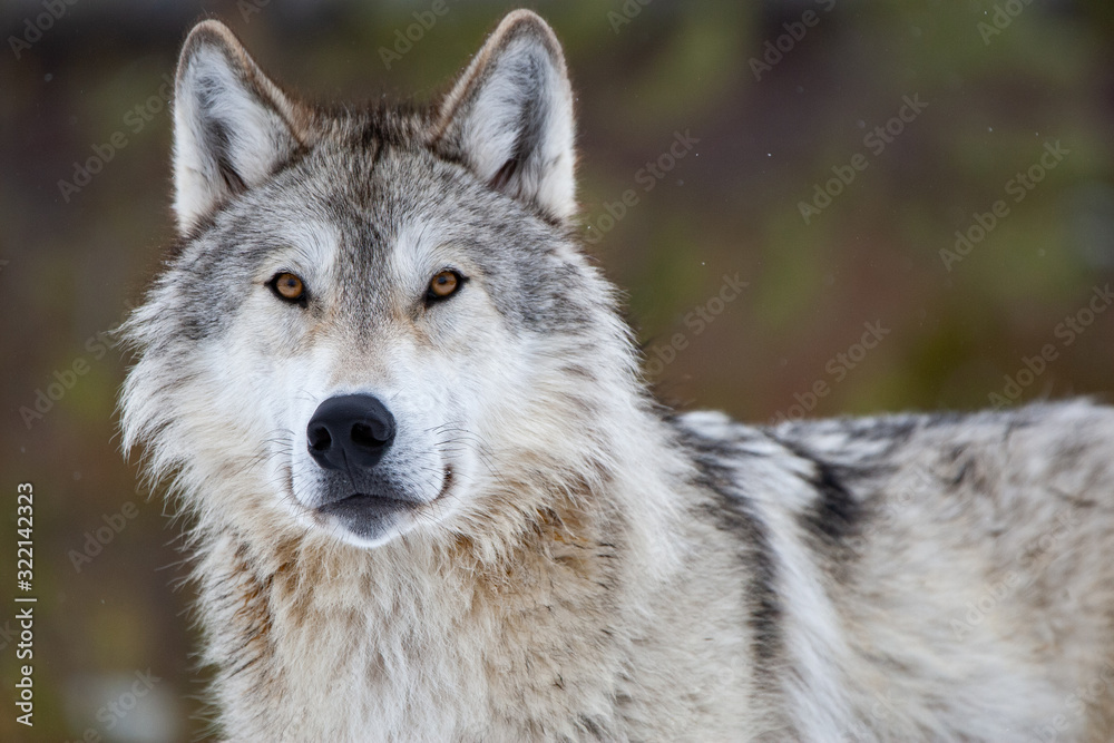 Grey Wolf in Winter