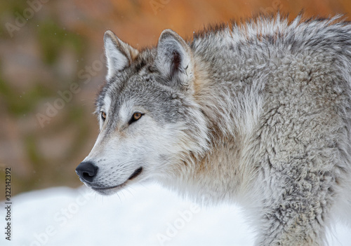Grey Wolf in Winter © ScottCanningImages