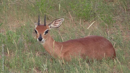 A male Steenbok, dwarf antelope resting in the green grass in South Africa. photo