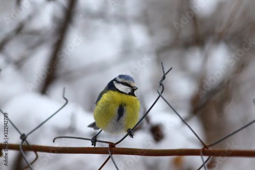 Blue tit sits on a fence in the winter after a snowfall...