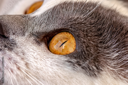 One cat's eye close-up