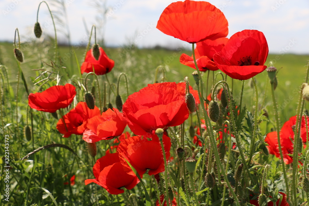 Fototapeta premium poppies blooming in the wild meadow