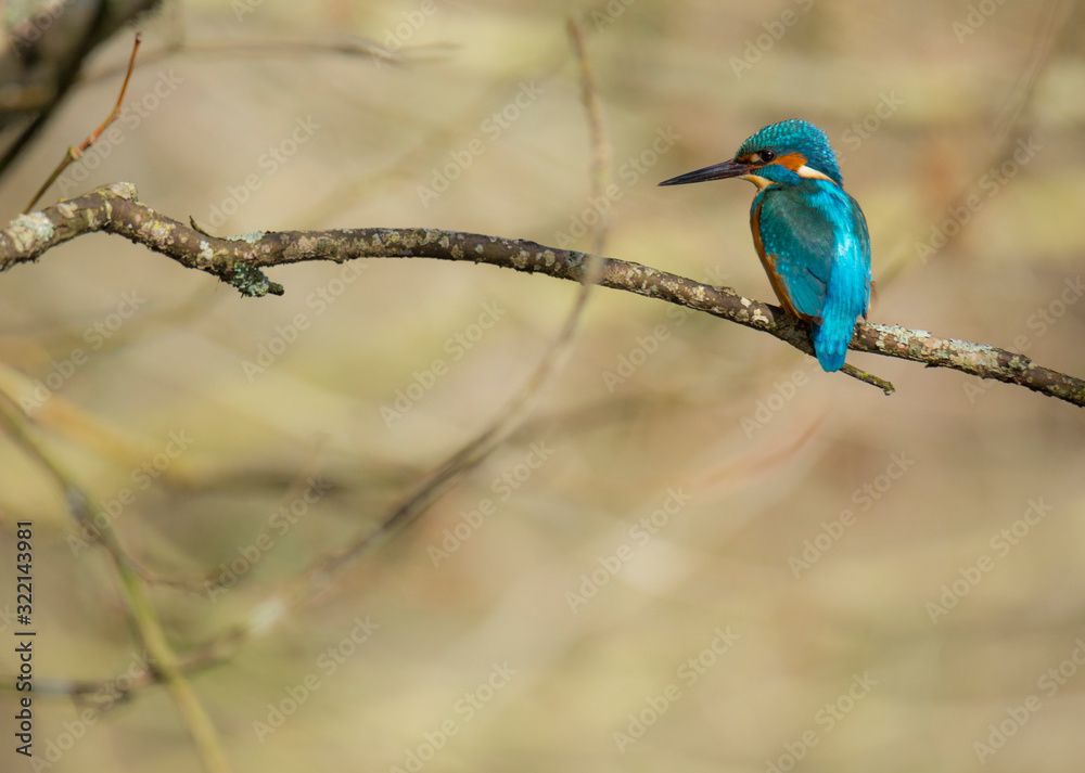 Fototapeta premium Kingfisher (Alcedo atthis) also known as 