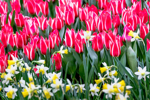 Rotweisse Greigii Tulpen Plaisir mit gelben Narzisse