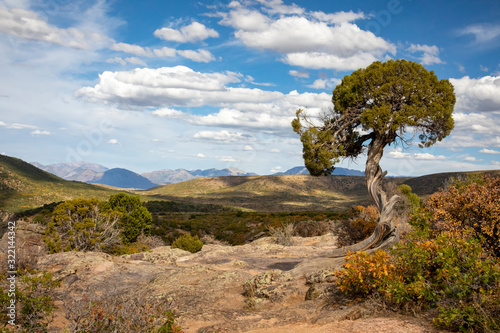 Autumn Scene with Pinyon Pine Tree