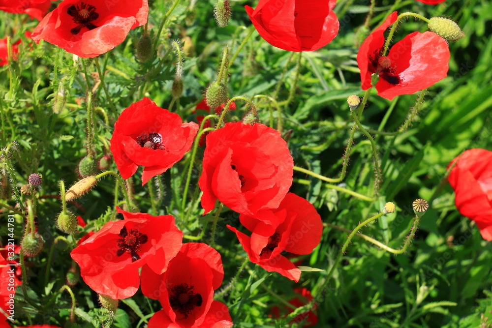 Fototapeta premium maki kwitnące na dzikiej łące