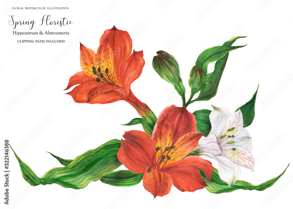 Garland vignette with red and white peruvian lily flowers, realistic watercolor illustration with clipping path