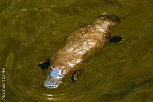 Burnie, Tasmania, Australia: March 2019: Platypus (Ornithorhynchus anatinus) sviming in the river.