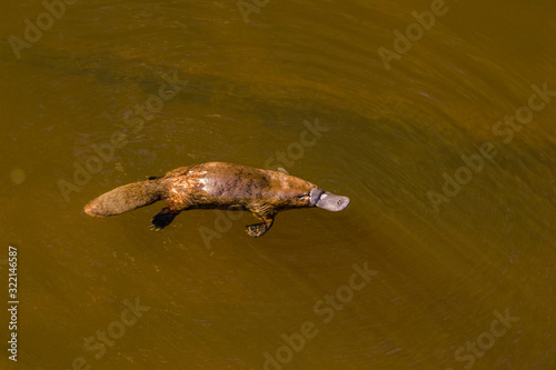 Burnie, Tasmania, Australia: March 2019: Platypus (Ornithorhynchus anatinus) sviming in the river.