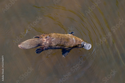 Burnie, Tasmania, Australia: March 2019: Platypus (Ornithorhynchus anatinus) sviming in the river.