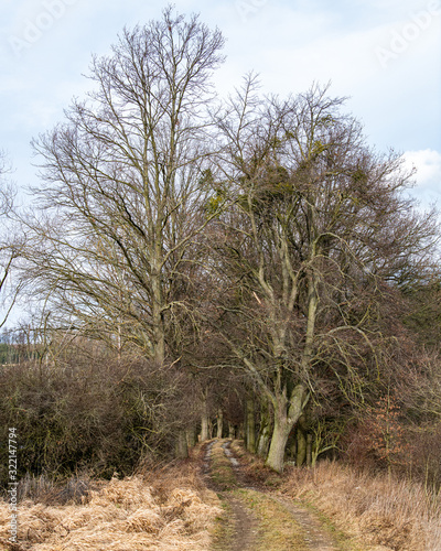 Entrance to forrest