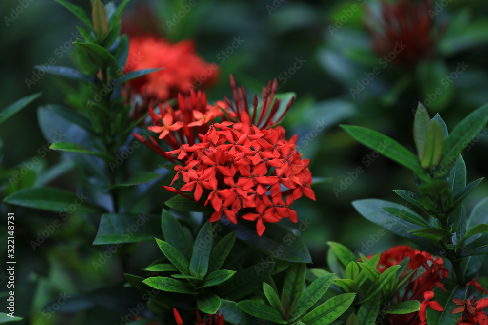 Red flowers in Wuzhizhou Island, Sanya City, Hainan Province, China Red flowers in Wuzhizhou Island, Sanya City, Hainan Province, China