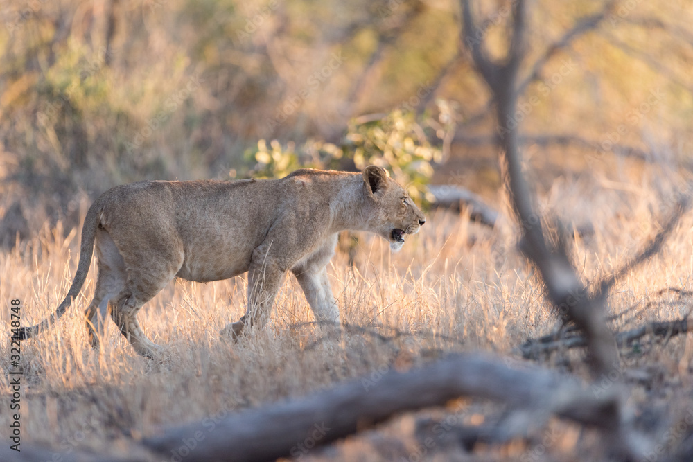Female lion, lioness in the wilderness of Africa Female lion, lioness in the wilderness of Africa