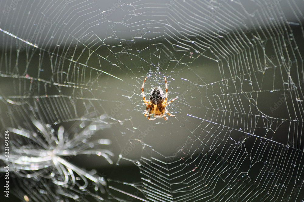 Small garden spider in the web