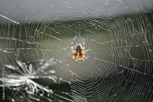 Small garden spider in the web