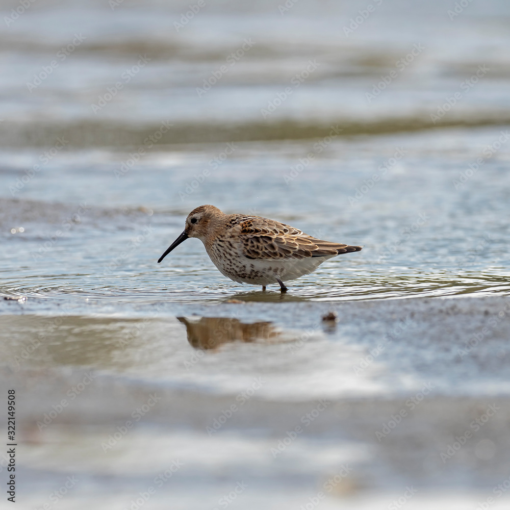 The dunlin (Calidris alpina) is a small wader родини Scolopacidae. The dunlin (Calidris alpina) is a small wader родини Scolopacidae.