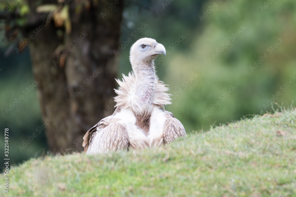 Himalayan vulture or Himalayan griffon vulture is an Old World vulture in the family Accipitridae. Closely related to the European griffon vulture Himalayan vulture or Himalayan griffon vulture is an Old World vulture in the family Accipitridae. Closely related to the European griffon vulture