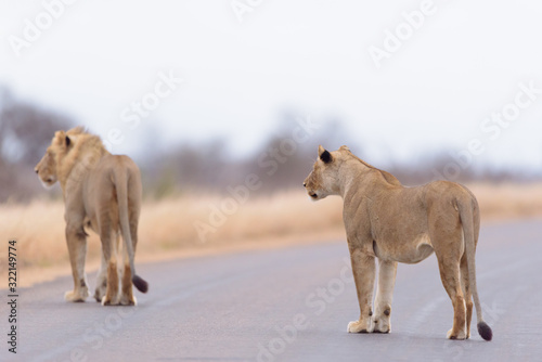Fototapeta Naklejka Na Ścianę i Meble -  Female lion, lioness in the wilderness of Africa