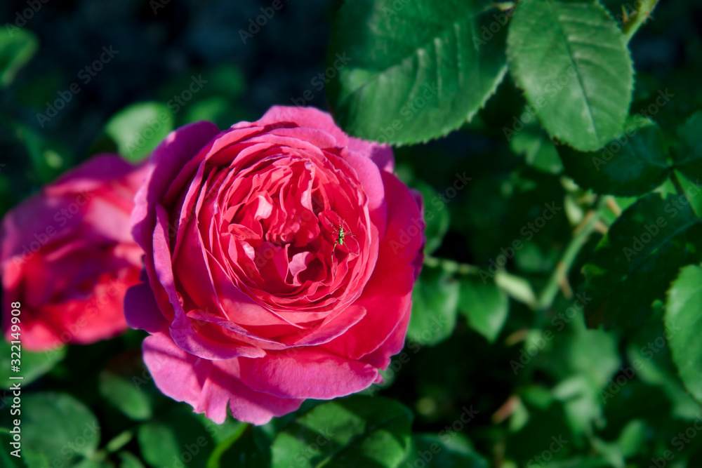 Beautiful red roses in the garden. A flower with small insect illuminated by the sun. Can be used to create a postcard. Floral background. Beautiful red roses in the garden. A flower with small insect illuminated by the sun. Can be used to create a postcard. Floral background.