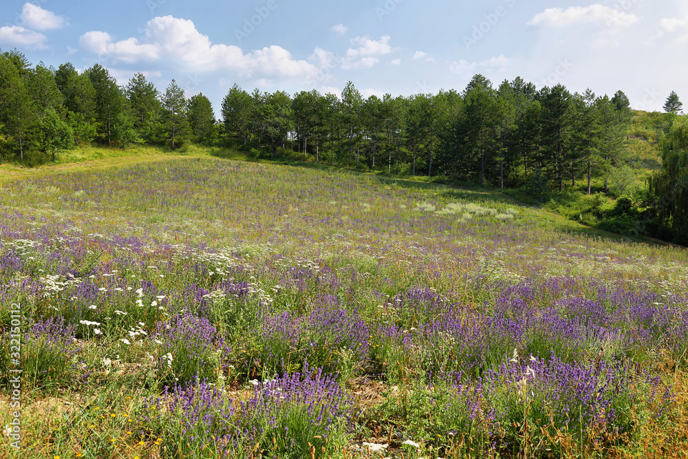 Lavender field in Saint Jurs, Provence, France Lavender field in Saint Jurs, Provence, France
