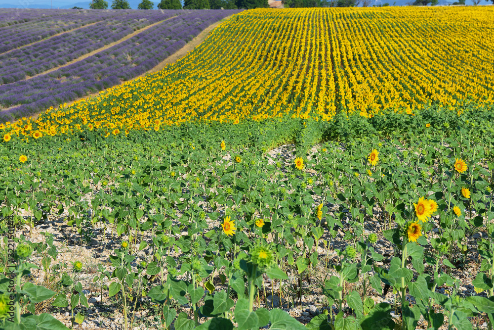 Sunflowers field and lavender field near Valensole, Provence, France