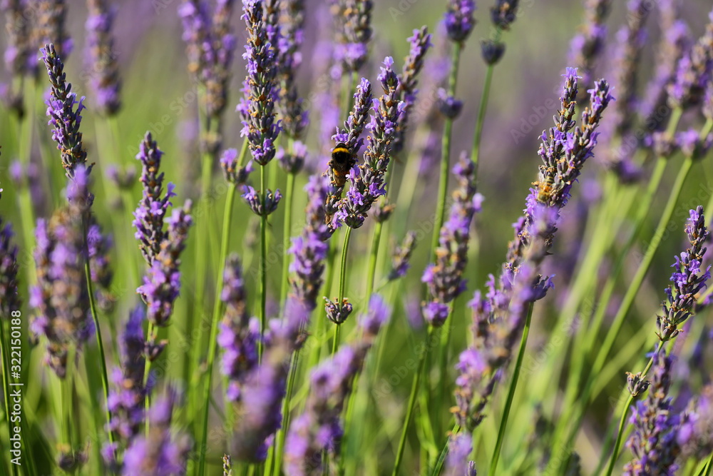 Obraz premium Close up of lavender plant near Saint Jurs, Provence, France