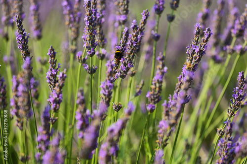 Close up of lavender plant near Saint Jurs  Provence  France