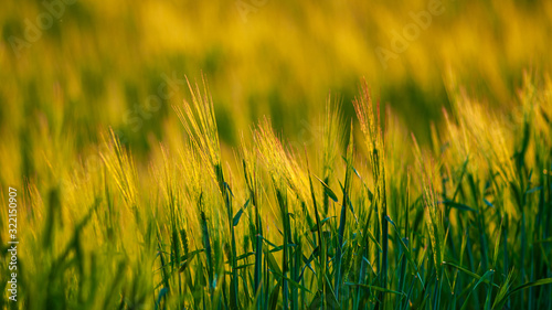Green ears and stalks of wheat in the evening light of the setting sun.
