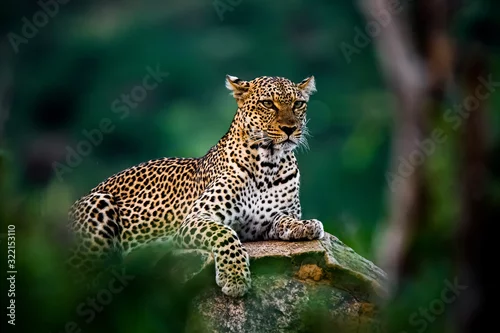 Fototapeta samoprzylepna African leopard resting on rock hidden in bush. Amazing leopard in the nature habitat. Wildlife scene from Samburu  National Reserve, Kenya, Africa.  Panthera pardus pardus.