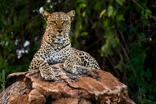 Fototapeta samoprzylepna African leopard observing a surroundings in Samburu National Reserve, Kenya. Amazing leopard in the nature habitat. Wildlife scene. Panthera pardus pardus.