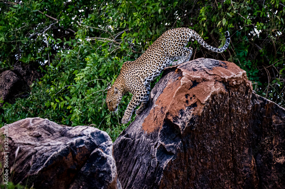 African leopard descend from observation rock in Samburu National Reserve, Kenya. Amazing leopard in the nature habitat. Wildlife scene. Panthera pardus pardus.