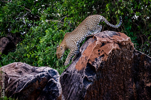 Obraz na płótnie African leopard descend from observation rock in Samburu National Reserve, Kenya. Amazing leopard in the nature habitat. Wildlife scene. Panthera pardus pardus. w salonie