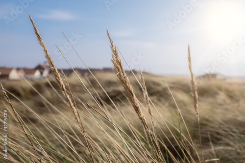 Grass on the sand dunes Lytham St Annes Lancashire