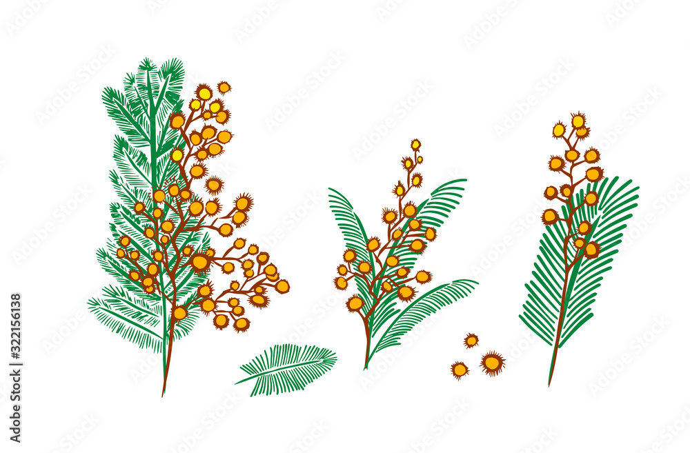 Mimosa set of twigs. Vector illustration